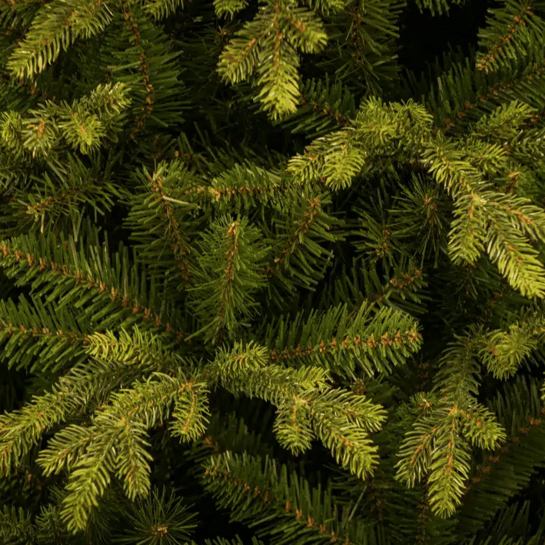 Carrington Fir tips