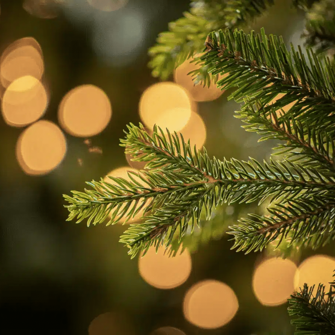 Carrington Fir PVC tips