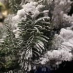 Snowy Nordmann Christmas Wreath Tips