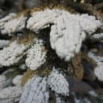2ft Snowy Alpine Mini Artificial Christmas Tree Tips CloseUp