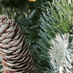 Frosted Colorado Artificial Christmas Tree - Christmas Trees For Sale Dublin Ireland