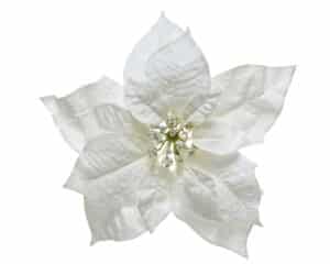 White Poinsettia With Glitter Finish on Clip