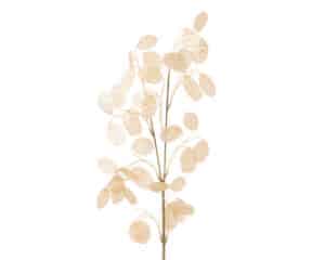 Silver Dollar Eucalyptus Spray