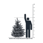 6 Foot Tree Size Comparison