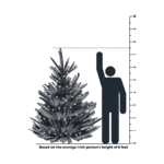 7.5 Foot Tree Size Comparison