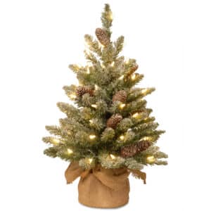 3ft Snowy Concolor Fir in Burlap with 50 Soft White Lights