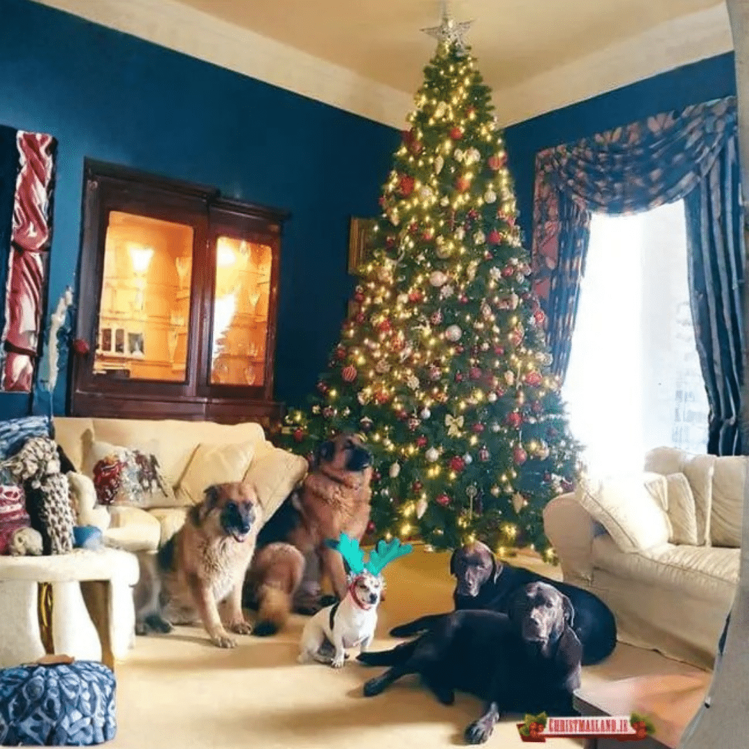 Pre-Lit Bayberry Spruce Slim Christmas Tree customer images