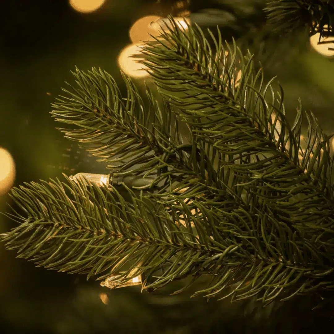 Bayberry spruce tree tips