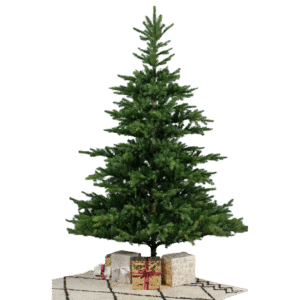 12ft Grandis Fir Large Xmas Tree