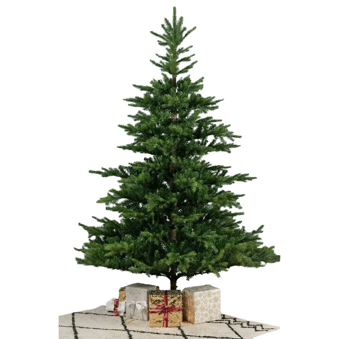 12ft Grandis Fir Large Xmas Tree
