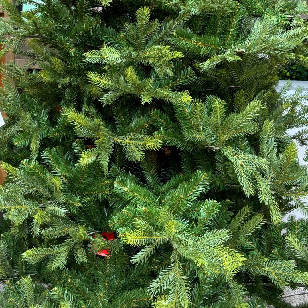 Grandis fir Sustainable and resilient Long lasting premium Unlit Christmas Tree for sale in Ireland from Christmasland Dublin 14