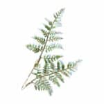 69cm PE Ferm Green glitter Christmas spray with gold stem for sale in Christmasland.ie. Visit us Christmasland showroom at 2 goatstown, Dublinl Ireland.