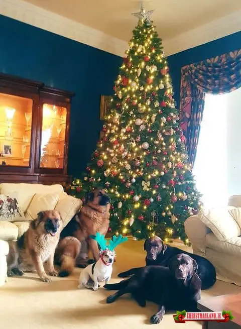 Bayberry Pre-Lit Artificial Christmas Tree- Artificial Xmas Trees For Sale Dublin