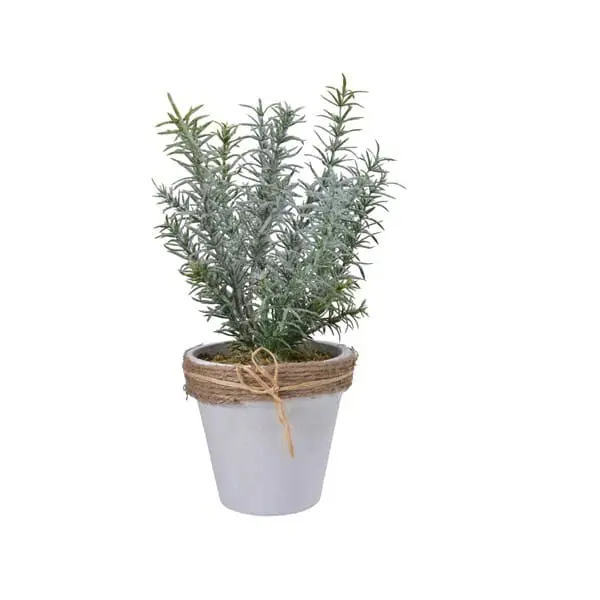 Frosted Rosemary Planter in Pot - Christmas Decorations For Sale Dublin